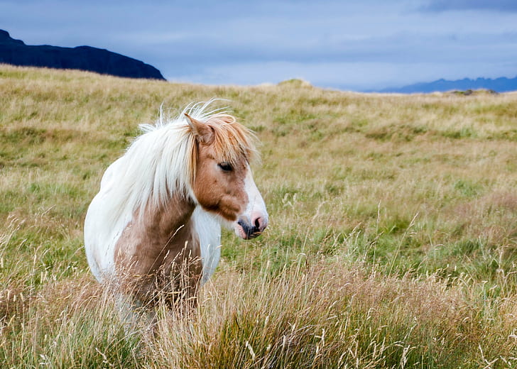 white and brown horse in mountain plains, iceland, horse, iceland, Iceland, horse, brown, mountain, plains, sky, animal, grass, Gras, mammal, Feld, Tier, farm, nature, Natur, hayfield, pasture, Weide, cavalry, rural, mare, groß, Person, grassland, Wiese, outdoors, livestock, portrait, countryside, landscape, agriculture, meadow, mane, rural Scene, pony, grazing, HD wallpaper