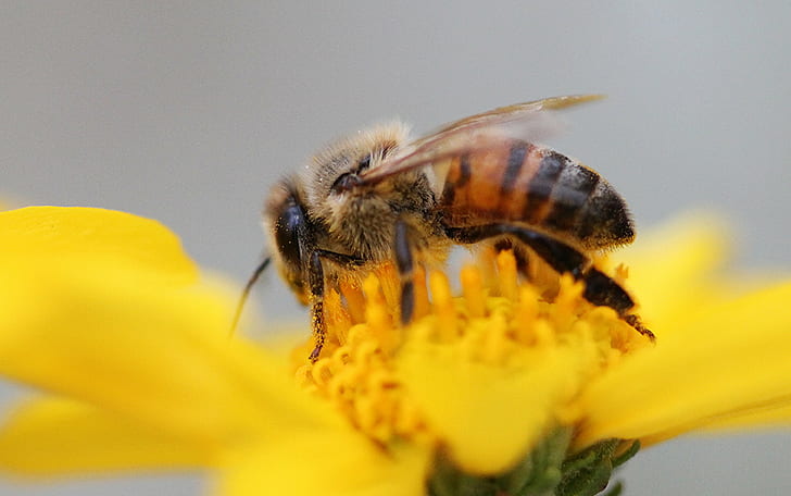 пчела, кацнала на слънчоглед, медоносна пчела, медоносна пчела, пчела, насекомо, природа, цвете, опрашване, цветен прашец, жълт, мед, макро, в близък план, лято, пролет, медена пчела, HD тапет