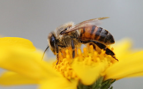 bi uppflugen på solros, honungsbi, honungsbi, bi, insekt, natur, blomma, pollinering, pollen, gul, honung, makro, närbild, sommar, vår, honungsbi, HD tapet HD wallpaper