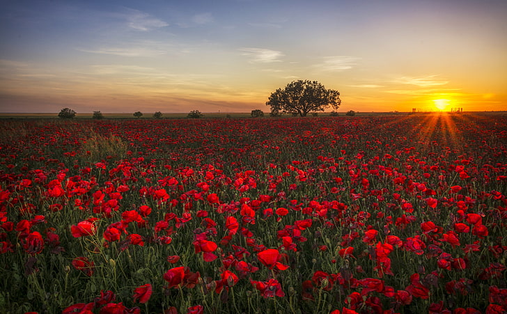 Beautiful Spring Landscapes Of The World, red poppy field, Seasons, Spring, Orange, Sunset, Twilight, Clouds, Poppies, Horizon, red sun, HD wallpaper