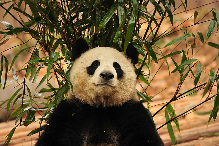 Panda, Bamboo, Bear, HD wallpaper