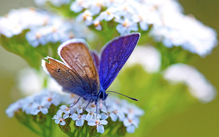Makro, Schmetterlinge, Insekt, HD-Hintergrundbild