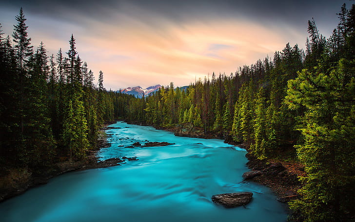 美しい渓流の滝岩と緑の松林ヨーホー国立公園ブリティッシュコロンビア州カナダのデスクトップの壁紙Hd 2560×1600、 HDデスクトップの壁紙