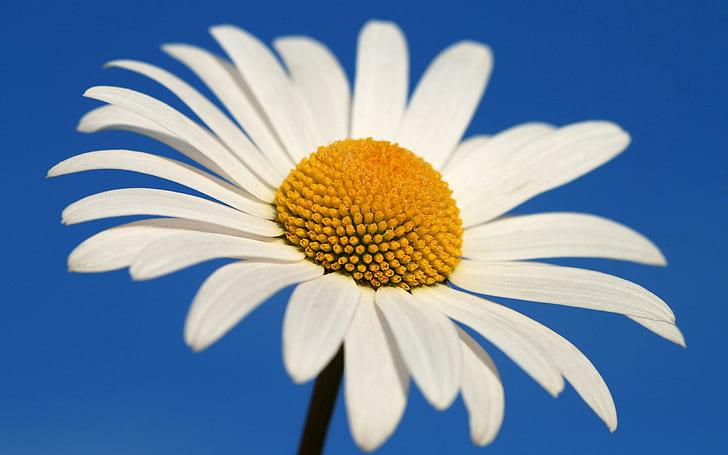 Glowing White Daisy, white, daisy, glowing, flowers, HD wallpaper