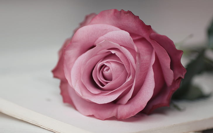 Pink Rose, Macro, Flower, pink rose, macro, HD wallpaper