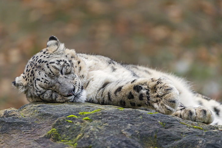 cat, stay, stone, sleep, sleeping, IRBIS, snow leopard, ©Tambako The Jaguar, HD wallpaper