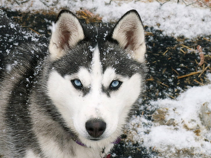 Сибирский хаски, собака, животные, снег, зима, HD обои