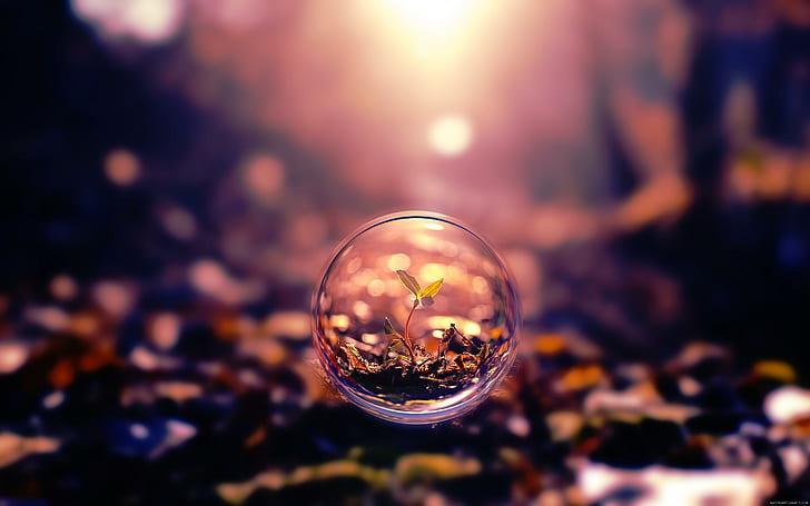 Little plant in a bubble, plant in round glass decor, plant, nature, graphisme, bubble, abstract, wood, HD wallpaper