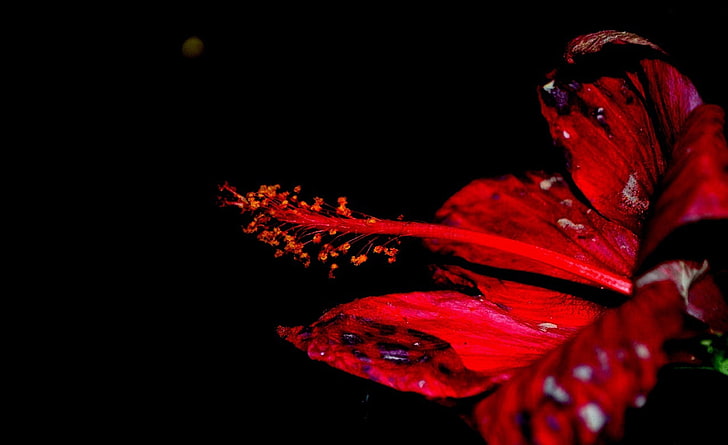꽃, 붉은 히 비 스커 스 꽃 그림, 에어로, 블랙, 어두운, 꽃, 붉은 꽃, 히 비 스커 스, 붉은 히 비 스커 스, HD 배경 화면