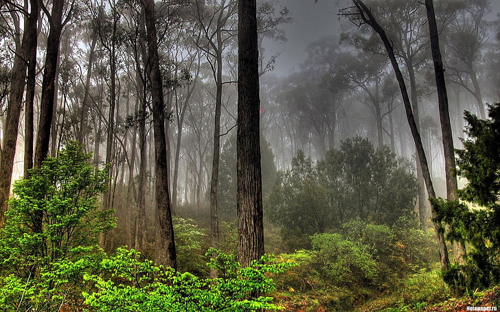 las, mgła, drzewa, przyroda, krajobraz, Tapety HD