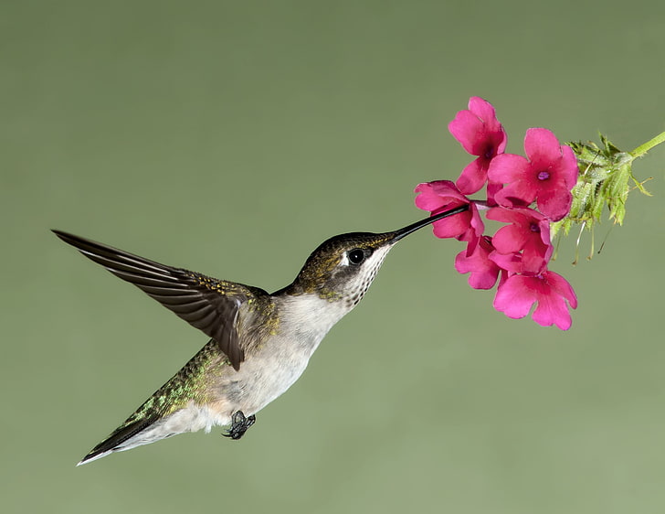 brown humming bird, flower, flight, flowers, nature, nectar, bird, wings, beak, Hummingbird, hung, HD wallpaper