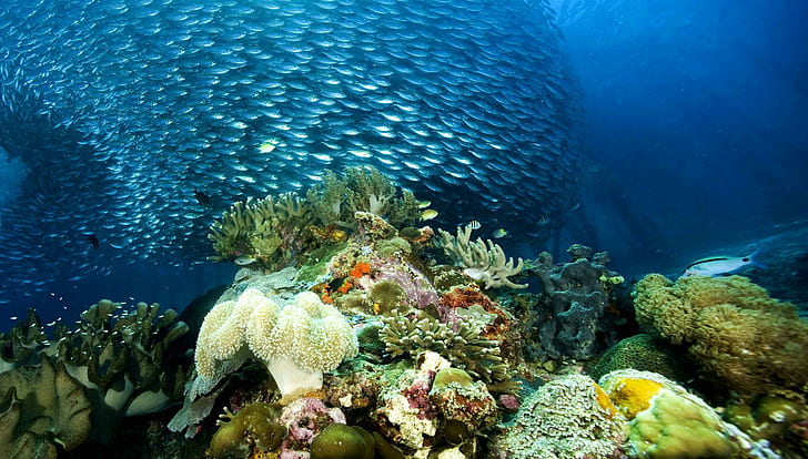 Galeri Foto Sekolah Lautan Alam Lautan Laut Terumbu Karang, Wallpaper HD