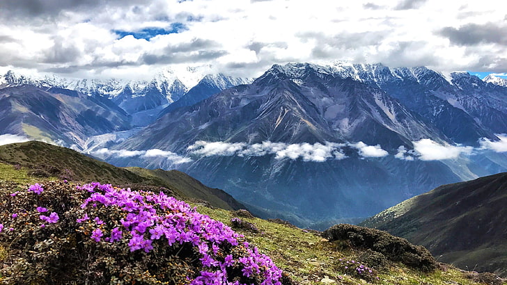 berg, vår, gongga berg, kangding, sichuan, tibet, porslin, lila blommor, asien, utsikt, berg gongga, minya konka, daxue shan, bergskedja, HD tapet