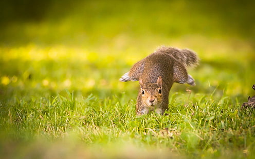 braunes Eichhörnchen, Tiere, Säugetiere, Gras, Eichhörnchen, HD-Hintergrundbild HD wallpaper