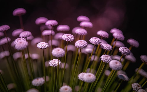 fleur pétale blanche, fleurs, plantes, bokeh, Fond d'écran HD HD wallpaper