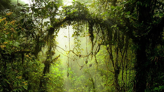 głęboki las, las, rośliny, indeksy, Tapety HD HD wallpaper
