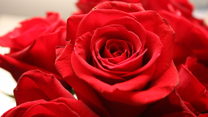 fleurs roses rouges, rose, fleurs, nature, fleurs rouges, Fond d'écran HD