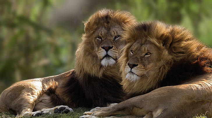 Großkatzen, Tiere, Löwen, HD-Hintergrundbild