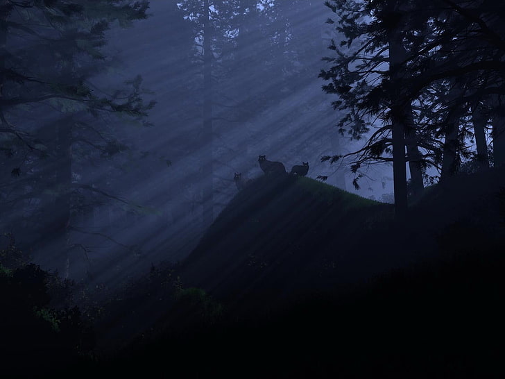 three black wolves, light, night, Forest, wolves, HD wallpaper