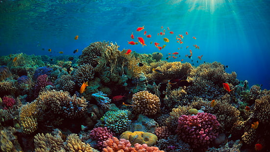 fisk, korall, korallrev, rev, ekosystem, marinbiologi, stenig korall, korallrevfisk, under vattnet, organism, HD tapet HD wallpaper