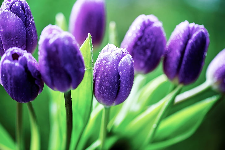 flores de tulipán púrpura, flores, tulipanes, flores de color púrpura, rocío, Fondo de pantalla HD