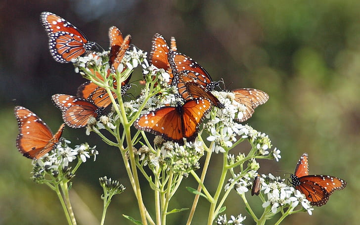 Braune Schmetterlinge, Schmetterling, HD-Hintergrundbild