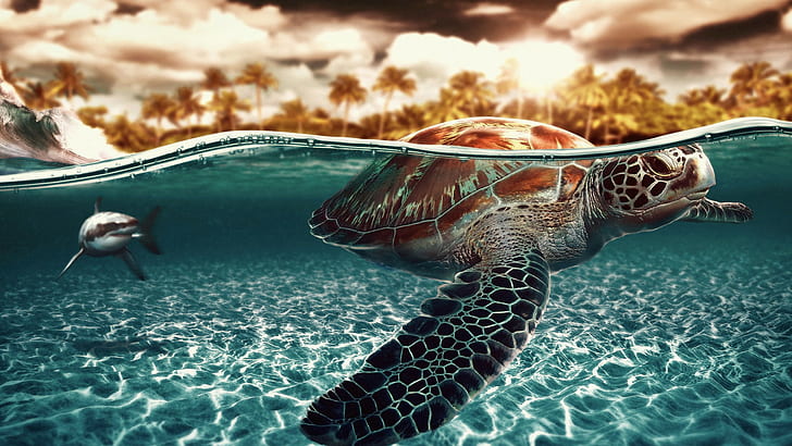 Черепаха Черепаха Океан Акула Рыба Подводный Тропический HD, животные, океан, тропик, рыба, подводный, черепаха, акула, черепаха, HD обои