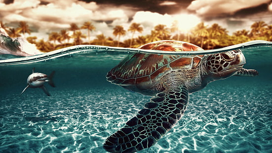 Черепаха Черепаха Океан Акула Рыба Подводный Тропический HD, животные, океан, тропик, рыба, подводный, черепаха, акула, черепаха, HD обои HD wallpaper