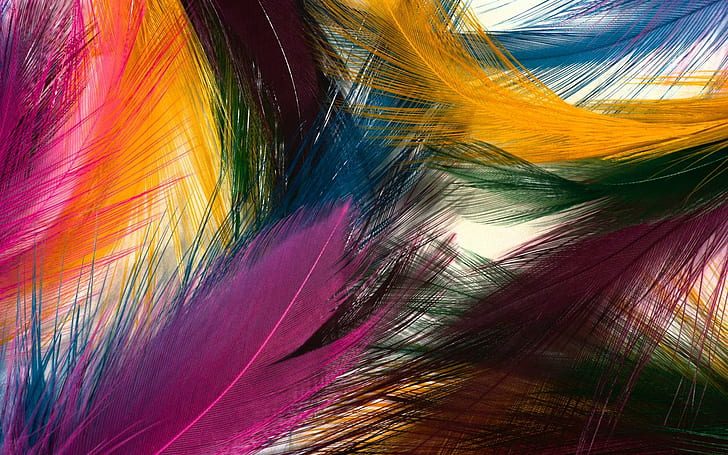 Colorful Feather HD, 1920x1200, colorful, feather, HD wallpaper