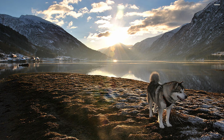 сив и черен вълк, планини, куче, пейзаж, Аляскински маламут, природа, отблясъци на обектива, езеро, слънчева светлина, HD тапет