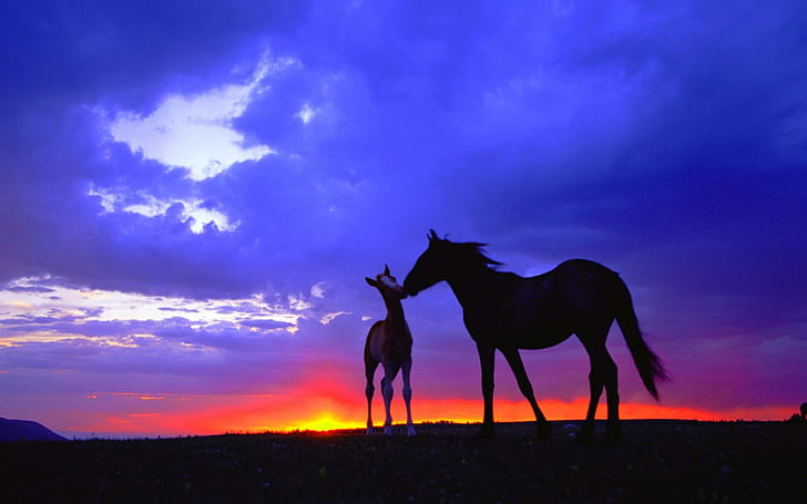 Mustang Stute & Fohlen, wild, Mustang Stute, Sonnenuntergang, Fohlen, Tiere, HD-Hintergrundbild