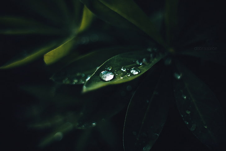 녹색 잎 식물, 식물, 매크로에 물 방울의 근접 사진, HD 배경 화면