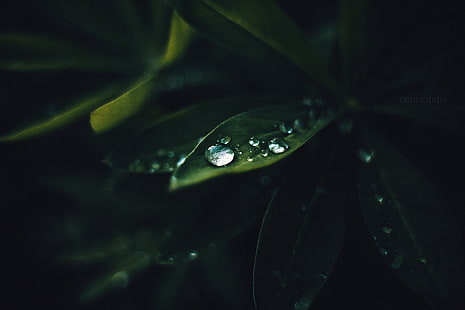 close-up photography of water drops on green leaf plants, plants, macro, HD wallpaper HD wallpaper