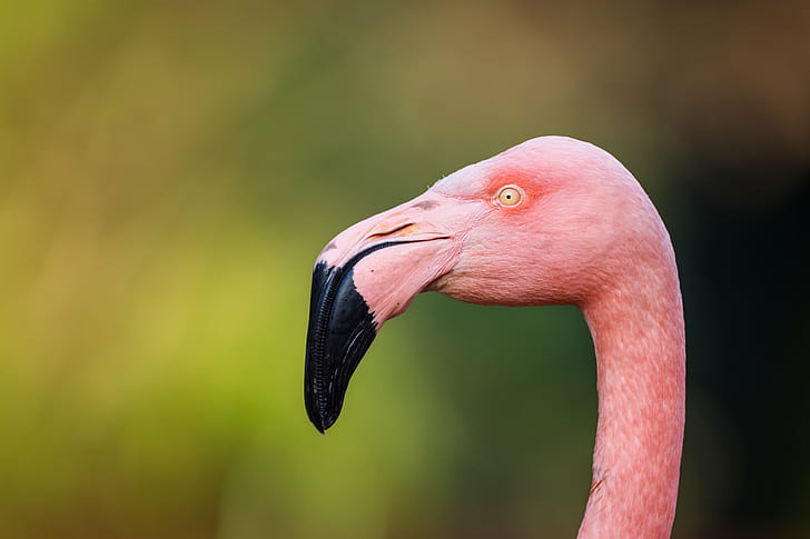 selective focus photo of pink flamingo, greater flamingo, greater flamingo, Greater Flamingo, selective focus, photo, pink flamingo, phoenicopterus roseus, Hannover, Hanover Zoo, Bokeh, bird, flamingo, wildlife, nature, animal, beak, pink Color, feather, animals In The Wild, HD wallpaper