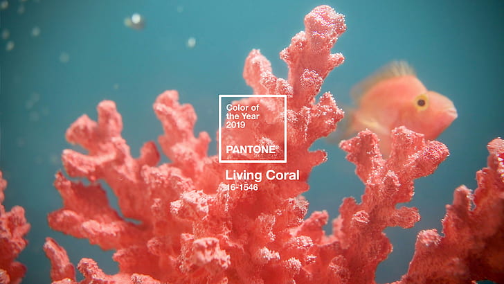 Bunt, Rosa, Koralle, Natur, Logo, Farbcodes, HD-Hintergrundbild