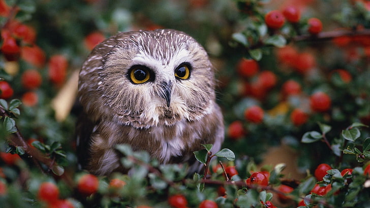 brown owl, focus photography of gray owl surrounded by red berries, nature, animals, baby animals, owl, depth of field, leaves, HD wallpaper