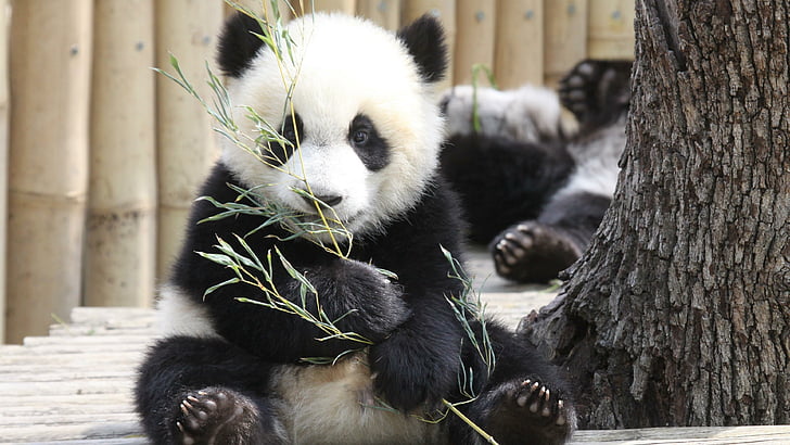 bebê, comer, urso panda gigante, urso, fauna, aquário do zoológico de madrid, pele, HD papel de parede