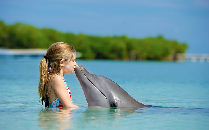 Dolphin wallpapers HD wallpapers free download | Wallpaperbetter