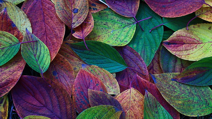 cores, hojas, naturaleza, HD papel de parede