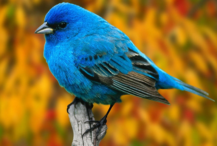 Lovely Bird, blue short-beak bird, Animals, Birds, animal, blue, bird, HD wallpaper