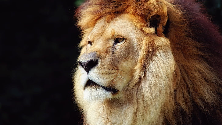 lion, big cat, feline, predator, animal, leo, carnivore, cat, wildlife, mammal, wild, africa, safari, fur, african, mane, male, animals, dangerous, park, reserve, portrait, king, HD wallpaper