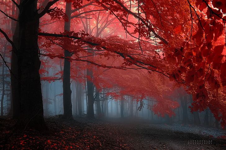 червено и кафяво дърво живопис, пейзаж, гора, есен, листа, червени листа, HD тапет