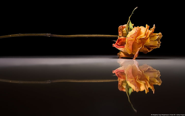 Rose Reflection-Windows 10 Wallpaper HD, flor de pétalas marrom, HD papel de parede
