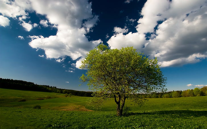 landschaft, natur, himmel, bäume, wolken, HD-Hintergrundbild