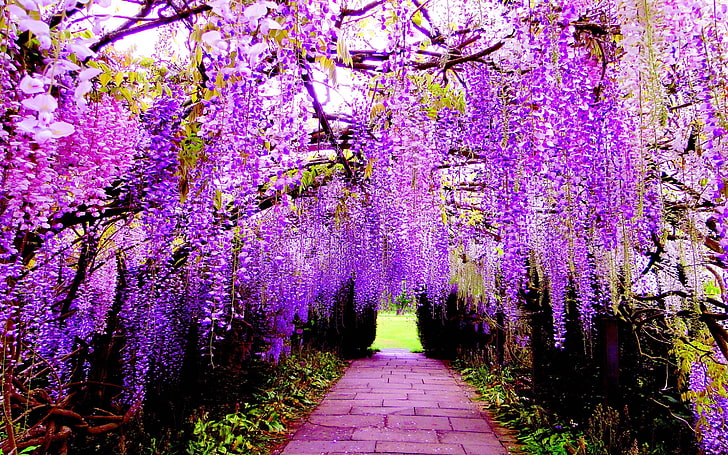 Decorative Plants Wisteria Flower Violets And Pink Flowers Blossom Tunnel Of Flowers Japan 2880×1800, HD wallpaper