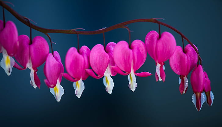 closeup photo of pink bleeding heart flower, closeup, photo, pink, bleeding heart, flower, Frühling, Garten, ESD, Nikon D4, Makro, pink Color, nature, petal, plant, flower Head, decoration, HD wallpaper