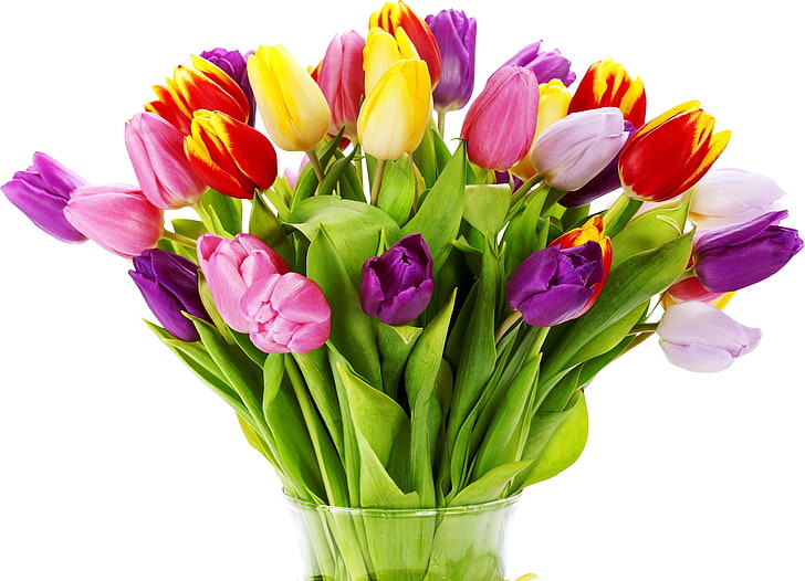 tulip merah muda dan kuning, tulip, bunga, buket, cerah, vas, latar belakang putih, Wallpaper HD