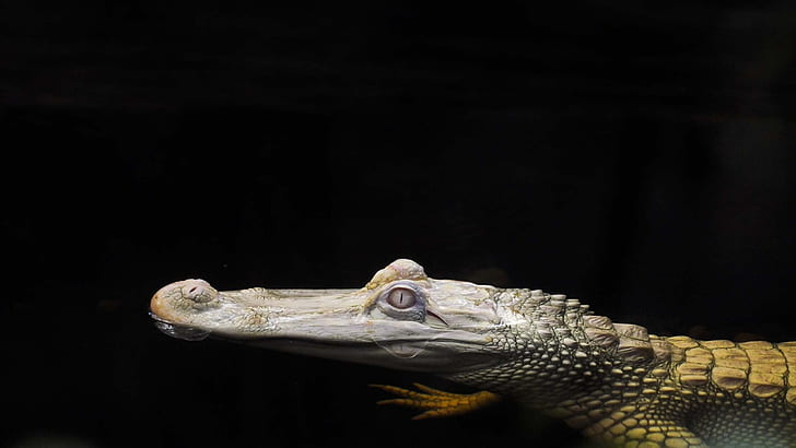 water, background, head, Crocodile, albino, HD wallpaper