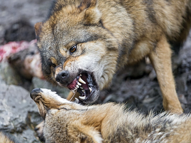 gray wolf, face, wolf, pair, fangs, grin, ©Tambako The Jaguar, HD wallpaper