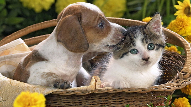 Animal, Cat & Dog, Baby Animal, Basket, Cute, Kitten, Love, Puppy, HD wallpaper